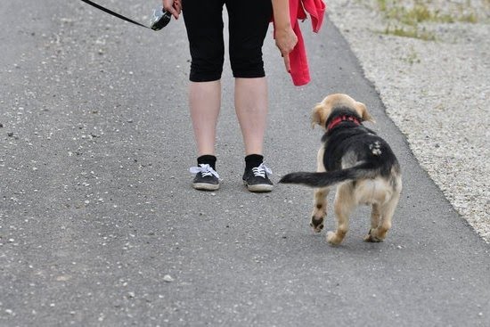 How To Train Your Dog To Potty In One Area How To Train Your Dog To Potty In One Area