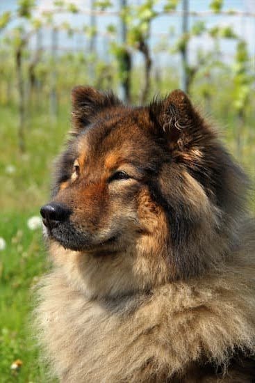 How To Train Your Dog To Use The Doggie Door