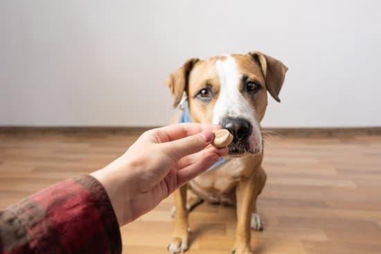 How To Train Your Dog Using E Collar 1 How To Train Your Dog Using E Collar