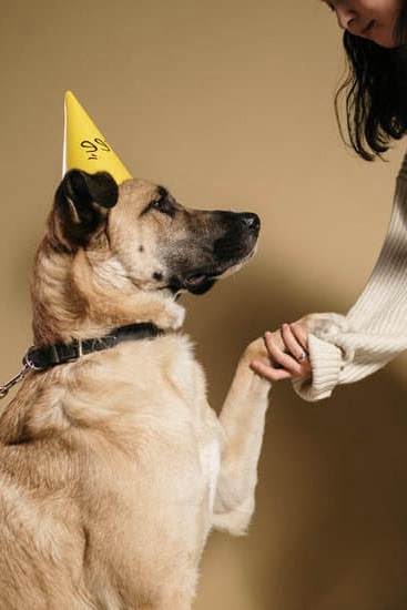 How To Use A Clicker For Dog Training
