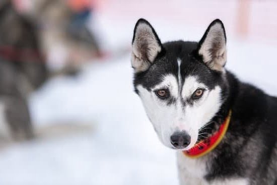 How To Use A Dog Training Choke Collar