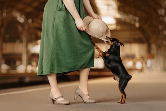 How To Use Dog Training Stick 1 How To Use Dog Training Stick