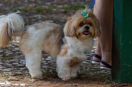 Is Ehlers Danlos Hypermobility Type Qualify For Service Trained Dogs Is Ehlers Danlos Hypermobility Type Qualify For Service Trained Dogs