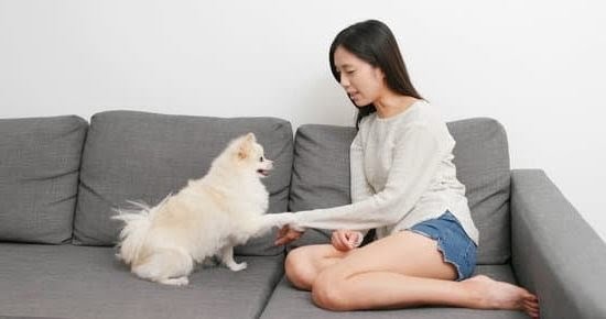 Is It Possible To Potty Train An Older Dog Is It Possible To Potty Train An Older Dog