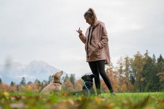 Is.Service.Dog Training Required By Law Is.Service.Dog Training Required By Law