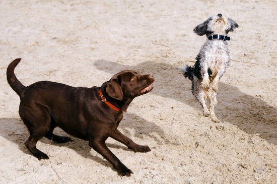 Should I Train A Service Dog