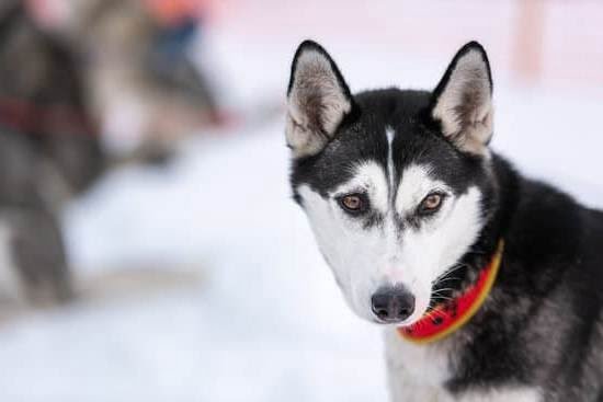 Should You Limit A Dog’S Water During Potty Training