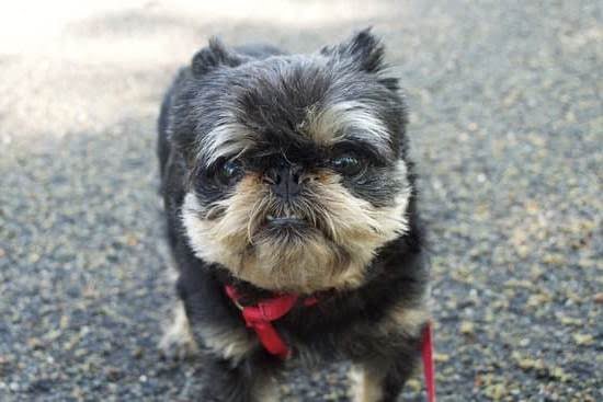 What Account Method Would A Dog Trainer Use