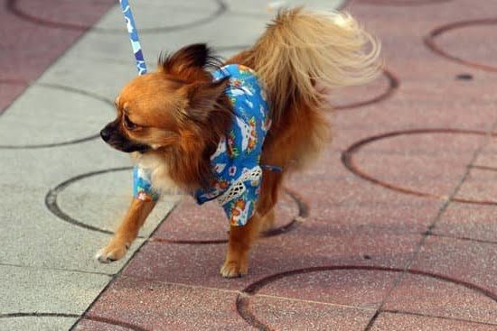 What Age Do Service Dogs Start Training