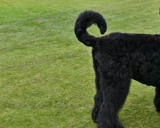 What Age Does A Dog Become Potty Trained