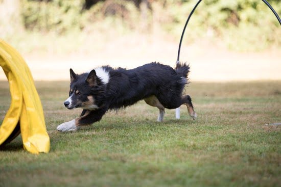 What Age Is Good For Service Dog Training 1 What Age Is Good For Service Dog Training