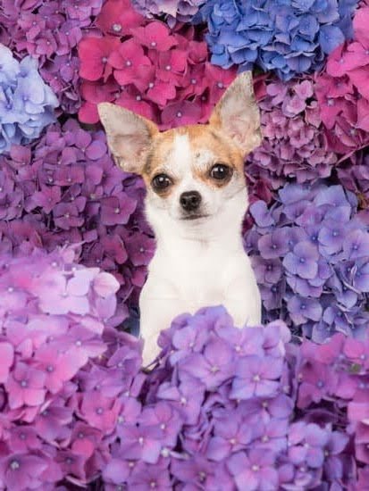 What Age Should Dogs Be Potty Trained