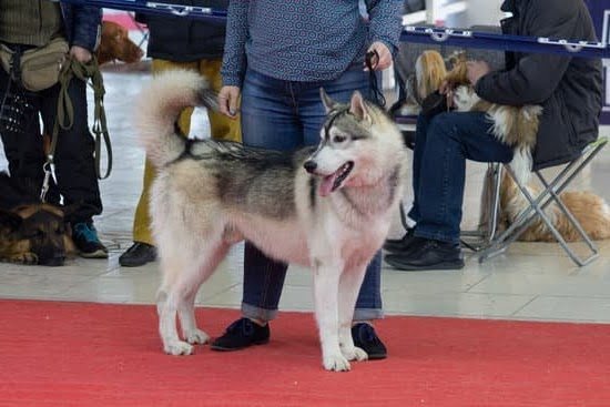 What Age Should We Start Service Dog Training What Age Should We Start Service Dog Training