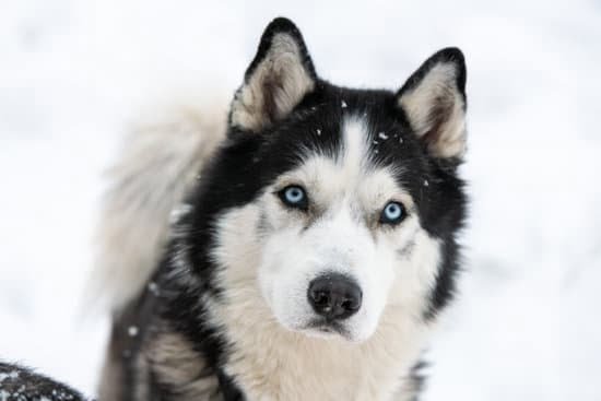 What Age Should You Start Training A Service Dog What Age Should You Start Training A Service Dog
