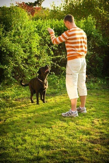 What Age To Start Potty Training A Dog What Age To Start Potty Training A Dog