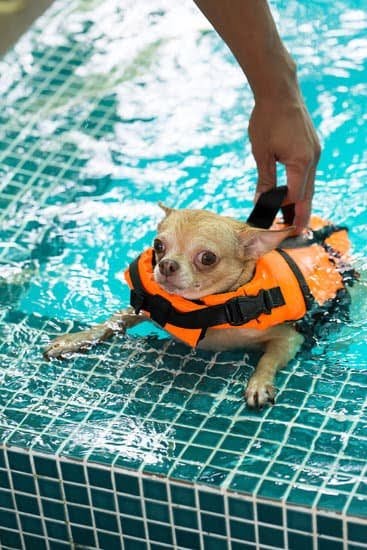 What Breed Of Dog Is Easy To Potty Train What Breed Of Dog Is Easy To Potty Train