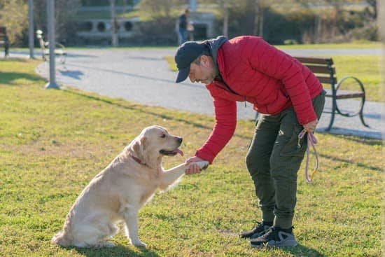 What Breed Of Service Dogs Are Trained For Autistic Adults 1 What Breed Of Service Dogs Are Trained For Autistic Adults