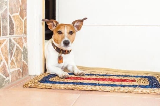 What Do Tbey Use On Dogs To Train Them 1 What Do Tbey Use On Dogs To Train Them