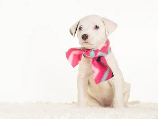 What Do You Call A Service Dog Trainer