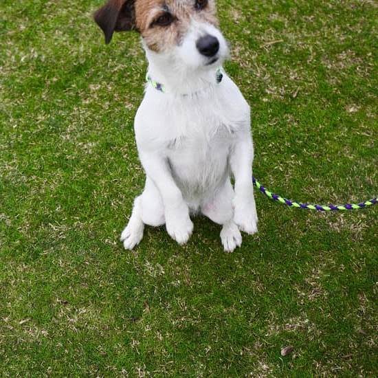 What Do You Call Potty Trained For Dogs