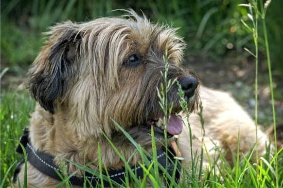 What Do You Call Potty Training For A Dog