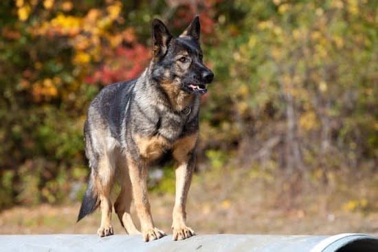 What Dog Breeds Can Litter Train