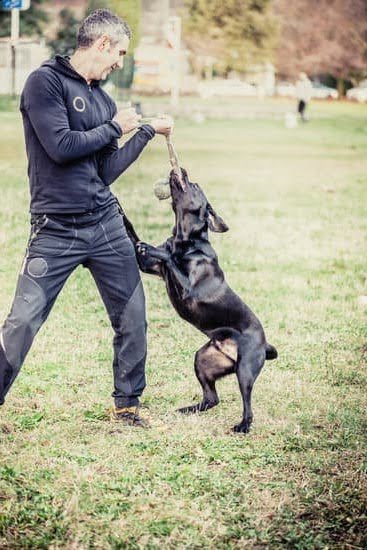 What Food To Use For Dog Training