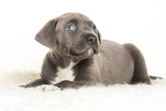 What Is In Gravy Train Canned Dog Food 1 What Is In Gravy Train Canned Dog Food