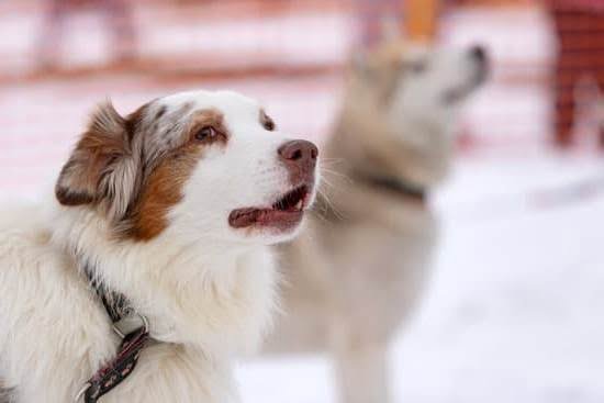 What Small Dog Breed Is Easy To Potty Train 1 What Small Dog Breed Is Easy To Potty Train