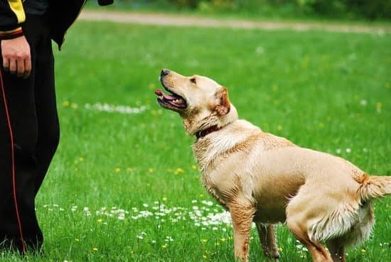 What To Use For Treats When Training A Dog What To Use For Treats When Training A Dog
