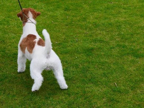 What Tricks Can I Train My Dog What Tricks Can I Train My Dog