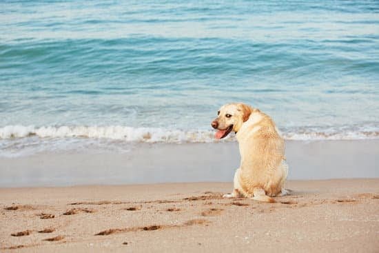 What Type Of Dog Can Be Trained To Chase Geese 1 What Type Of Dog Can Be Trained To Chase Geese