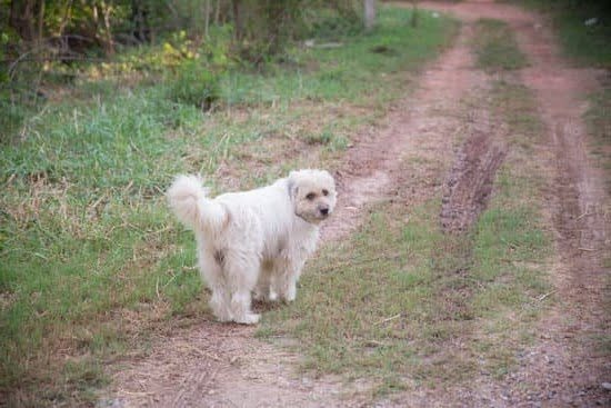 What Types Of Dogs Are Trained To Be Service Dogs