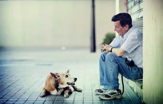 When Can Dogs Start Training Classes 1 When Can Dogs Start Training Classes