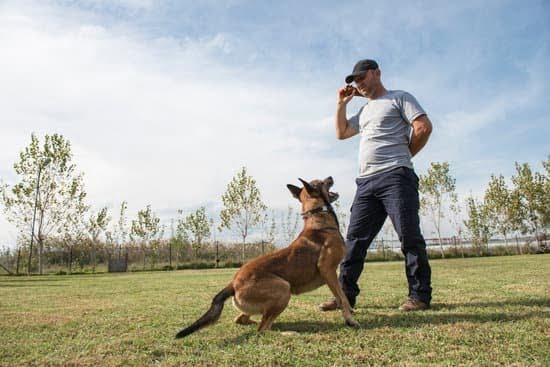When Can You Start Training A Service Dog When Can You Start Training A Service Dog