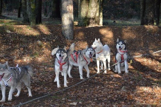 When Should I Start Training My Service Dog 1 When Should I Start Training My Service Dog