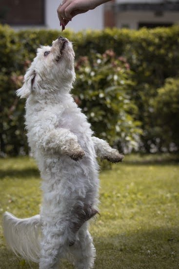 When Should You Start Potty Train Dog When Should You Start Potty Train Dog