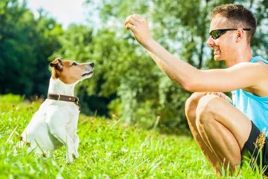 When Should You Start Potty Training Your Dog When Should You Start Potty Training Your Dog