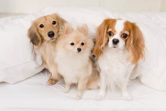 When Was Service Dogs Trained