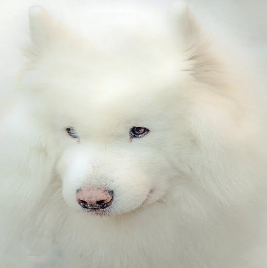 Where To Become A Service Dog Trainer 1 Where To Become A Service Dog Trainer