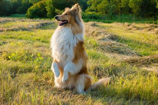 Where To Buy Potty Trained Dogs