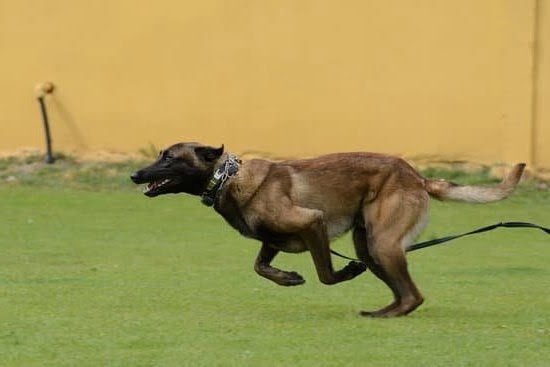 Where To Get A Service Dog In Training Vest Where To Get A Service Dog In Training Vest