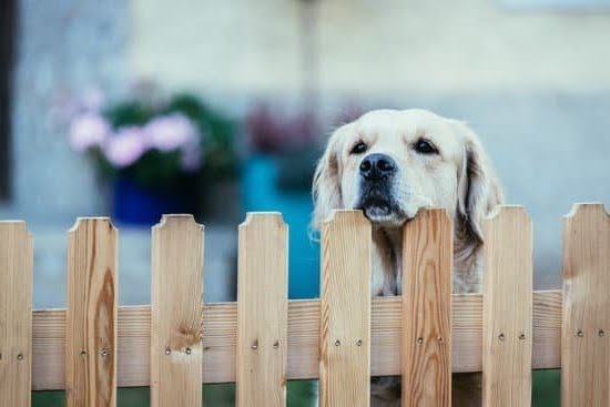 Where To Have Your Dog Trained As A Service Aninal Where To Have Your Dog Trained As A Service Aninal