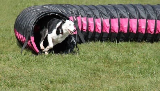 Where To Train My Dog For Service