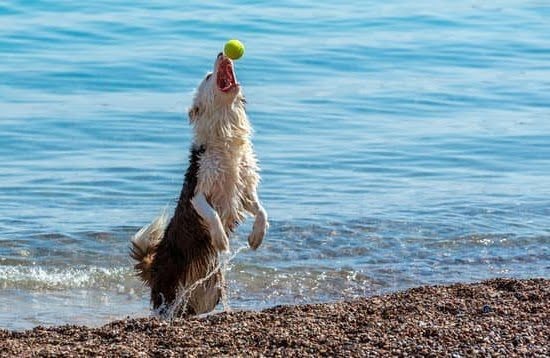 Who Trains Service Dogs In Ariona Every Day Interests