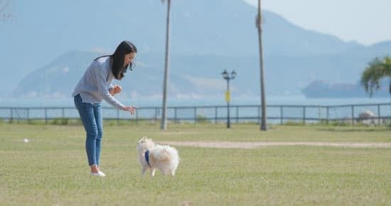 Why Do People Use German In Dog Training 1 Why Do People Use German In Dog Training