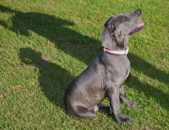 Why Is My Dog Not Potty Trained Anymore Why Is My Dog Not Potty Trained Anymore