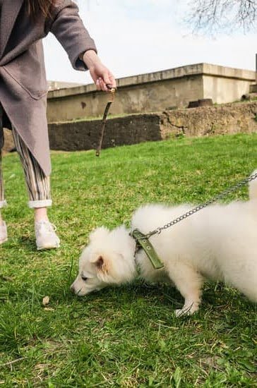 Why Use A Clicker To Train A Dog 1 Why Use A Clicker To Train A Dog