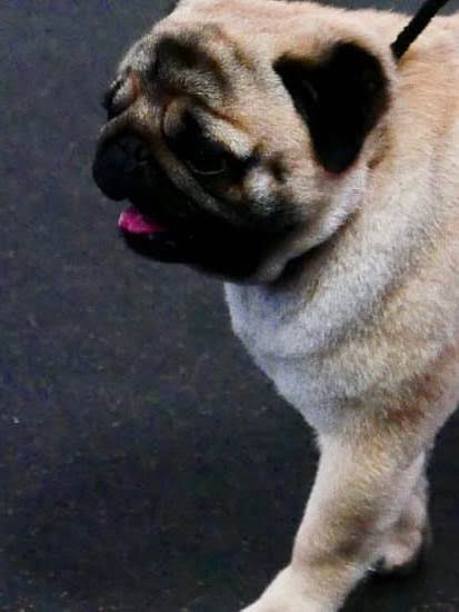 Why Will My Dog Not Potty Train 1 Why Will My Dog Not Potty Train