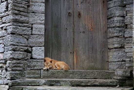 Will Spaying A Dog Help With Potty Training Will Spaying A Dog Help With Potty Training